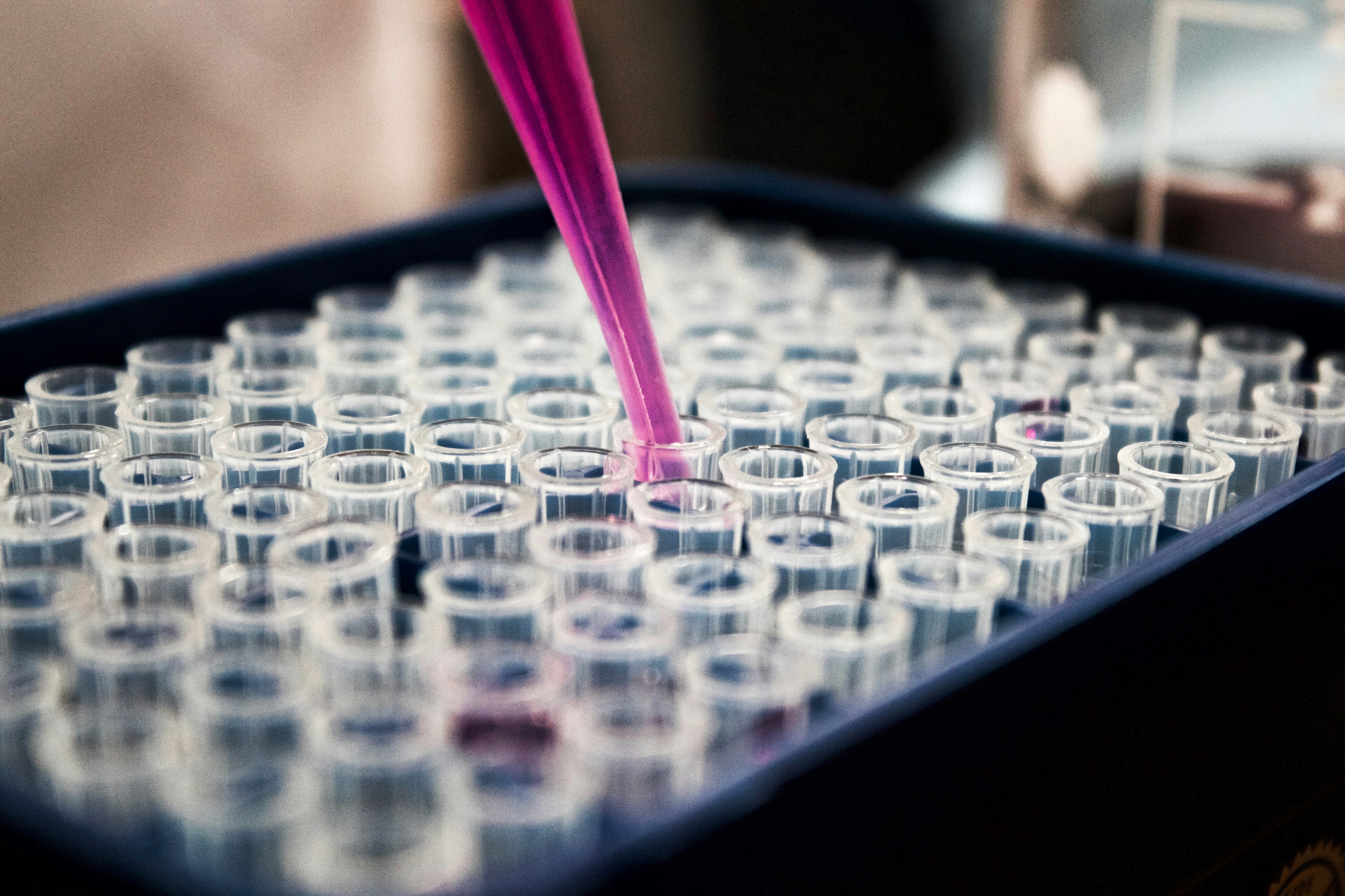 Pipetting pink fluid into test tubes