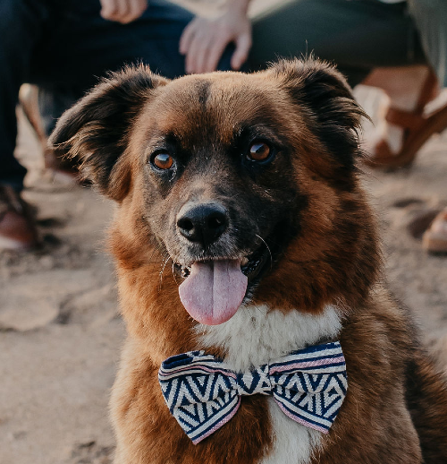 Headshot of the sweet boy Copper Dog